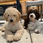 Dray & Dakota ✨ The Doodle Sisters - @drayndakota - Instagram