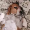 Dakota la beagle🐕 - @dakota.the.beagle - TikTok