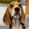 fefe&koko - @beagledakotaa - TikTok