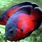 Dakota Pet - @dakota_fish - Instagram