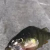 Dakota.uploads fishing - @dakota.fishing - TikTok