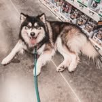 Dakota Hall - @dakota_alusky - Instagram