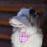 Dakota Meadows - @thedakotameadows - Instagram