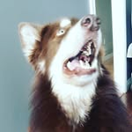 Dakota Meadows - @kodythemalamute - Instagram