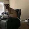dakotapellegrini - @dakotapellegrini - TikTok
