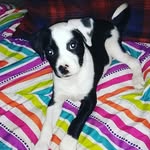 Skunk Pelletier - @pelletierdakota - Instagram