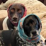 Claude D’Laurent - @dakota_pointerpack - Instagram