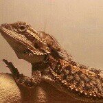 Dakota Pointer - @dirtbikerchick2002 - Instagram
