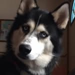 Dakota Steele - @dakotasteelethehusky - Instagram