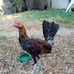 Dale Asher Gamefowl - Facebook