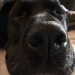Dale Barney - @angusdad54 - Instagram