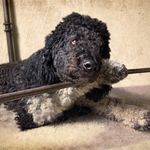 Dale Bernstein - @dab_photography - Instagram