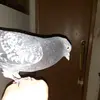 Dale Bird - @dale_the_pigeon - TikTok