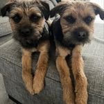 Chip n Dale Border Terriers - @chipndaleborders - Instagram