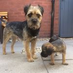 Rosie And Berti - @ainsdaleborders - Instagram