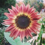 Dale Brooks - @hollowbrookhomestead - Instagram