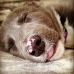 Dale Brooks - @lilahferns - Instagram