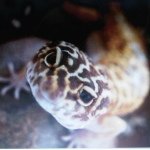 Dale Chambers - @shedfield4 - Instagram