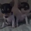 dalechaplin - @dalechaplin - TikTok