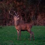Dale Cherry - @exmoorphoto - Instagram