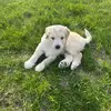 I’m better fuck you - @dale.cunningham0 - TikTok