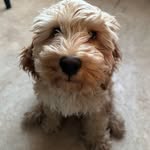 Dale Everett Baskets Cooper - @dalethecoop - Instagram