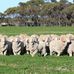 Wattle Dale Fine Merino Stud - Facebook