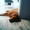 dalegroll - @dalegroll - TikTok