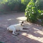 Dale Grim - @flatbedman1964 - Instagram