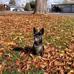Dale Guy - @daleguy1764 - Instagram