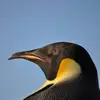 Dalen Hostetler - @dalen.hostetler - TikTok