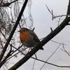 Dalene Hurst - @dalene.hurst - TikTok