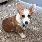 Cindy Speet - @dalejunior - Instagram