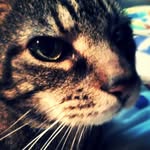 Dale Junior - @djthefatcat - Instagram