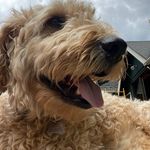 Dale Kenney - @redogoods - Instagram