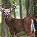 Dale Lanham - Facebook