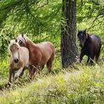 Dalelingerhof - @dalelingerhof - Instagram