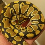 Dale Magee - @ballpython_love - Instagram