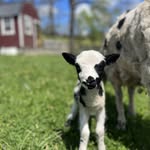Woodsdale Mains LLC - @woodsdalemains - Instagram