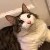 Dalemakincookle - @dalemakincookle0 - TikTok