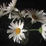 Dale Maling - @dalemaling - Instagram