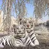 daletammimanley - @daletammimanley - TikTok