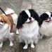 Chin of Touche Dale Martenson Buyers' reviews - Facebook