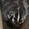 maynard.dale - @maynard.dale - TikTok