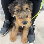 MeechieMooo - @meechietheairdale - Instagram