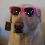 Dale Perro - @perro_dale - Instagram