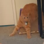 Dale Pickle - @picsofmypickle - Instagram