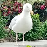 Dale Yang - @dale_pickle1 - Instagram
