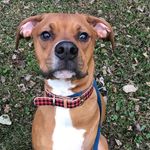 Dale Cotton Piper - @tripoddale1 - Instagram