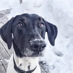 Dale - @pointer__dale - Instagram